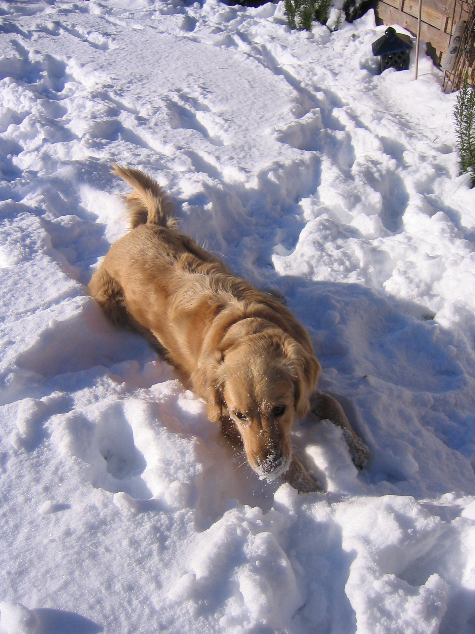 Im Schnee 'rumtrollen ... herrlich!