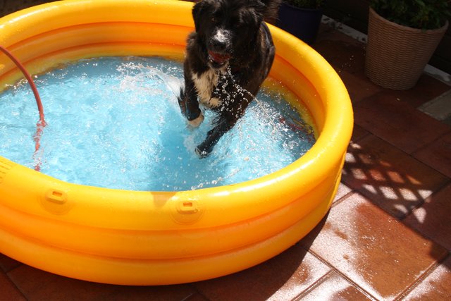 Hund mit eigenem Pool