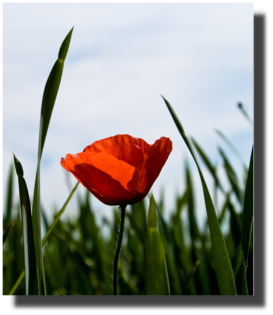 Feld- und Wiesenblumen - verkannte Schönheiten