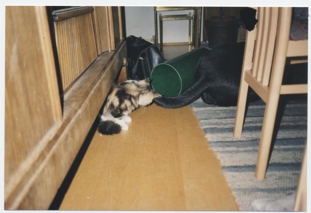 So einem Hundeschwanz kann keiner widerstehen