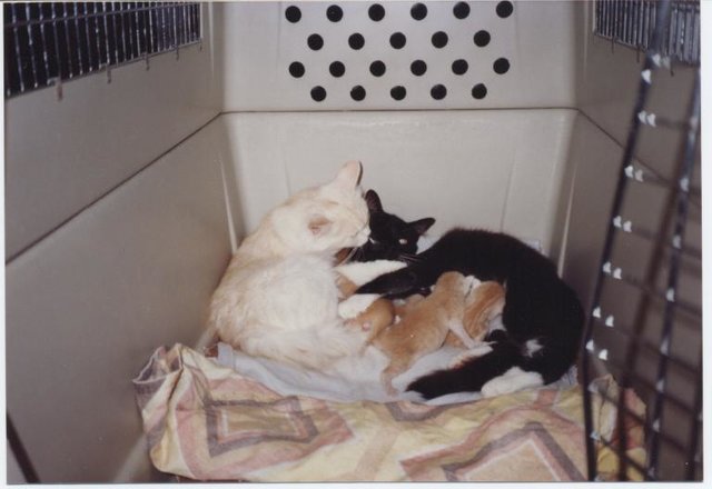 24.7.91 Nun ruft Fairy Alice und mich und läßt sich von Alice betutteln.