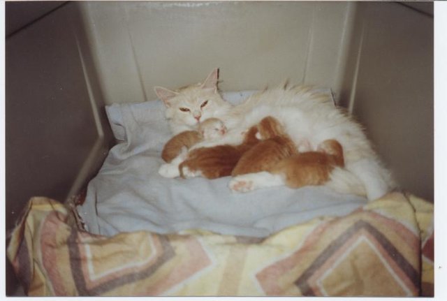 19.7.91 Zufrieden liegen Mutter und Kinder im Kennel