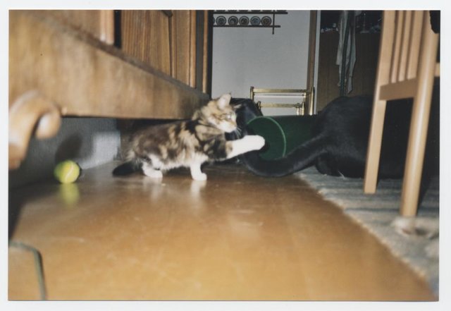 Gleich hab' ich ihn!!!