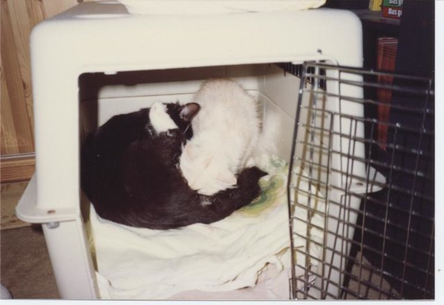 24.7.91 Ein Baby ist schon da und die nächsten kommen in der eigenen Wurfbox mit Alice Hilfe zur Welt.