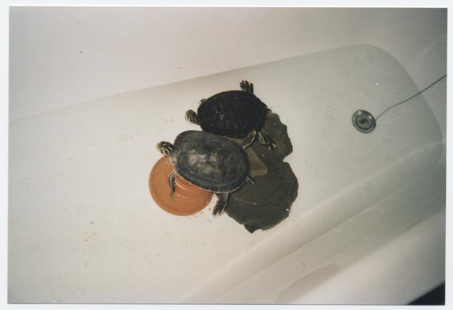 Tierpensionsgäste belegen die Badewanne!