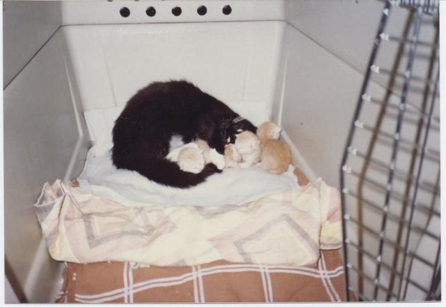 24.7.91Dann startet Fairy's Geburt wohl auch bald!