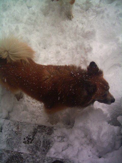 Oh ja - Schnee ist toll!