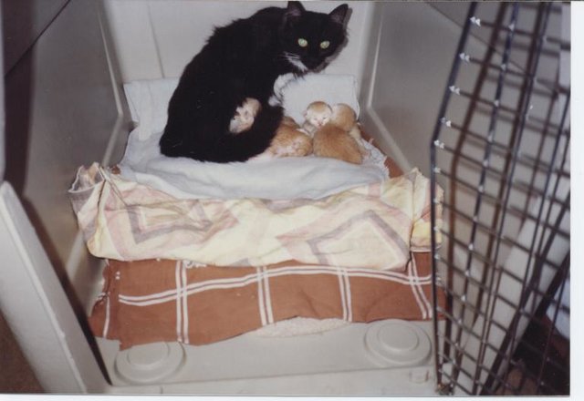 24.7.91 Fairy geht schon tagsüber nicht mehr aus der Kiste heraus.