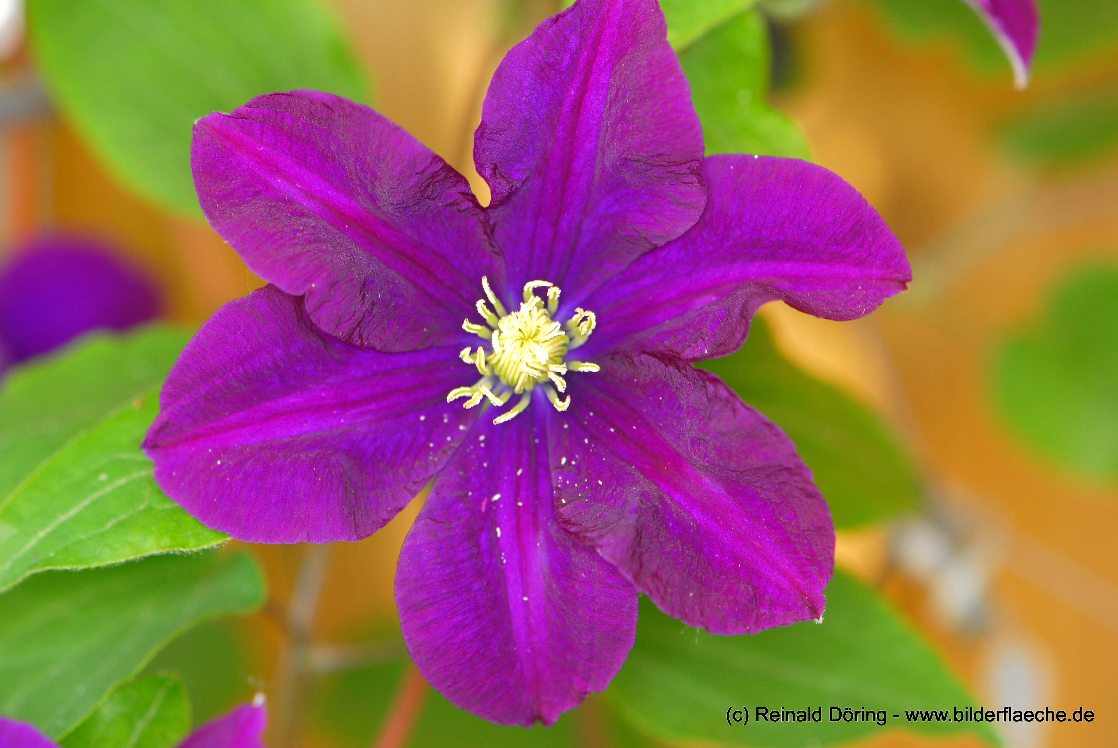 Blühende Clematis