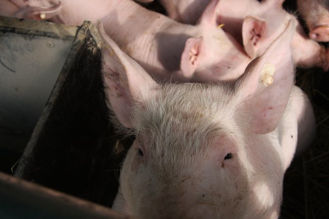 "Schau mir in die Augen"