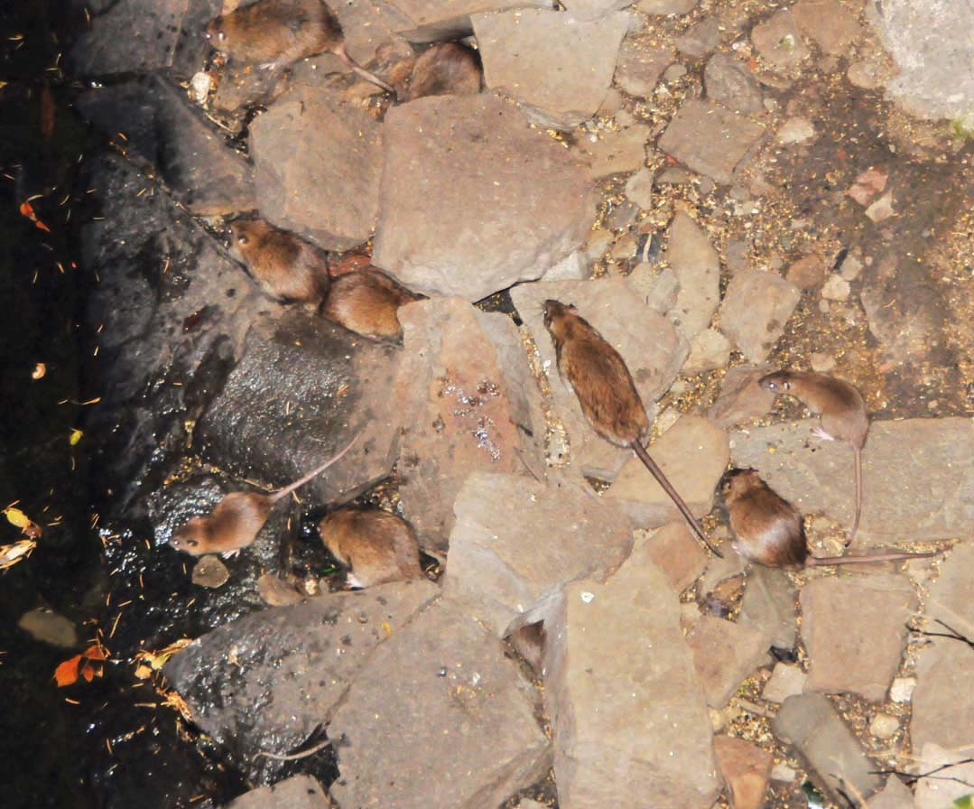 Paradiesische Verhältnisse für Ratten - so soll es künftig am Mühlengraben keinesfalls mehr aussehen...