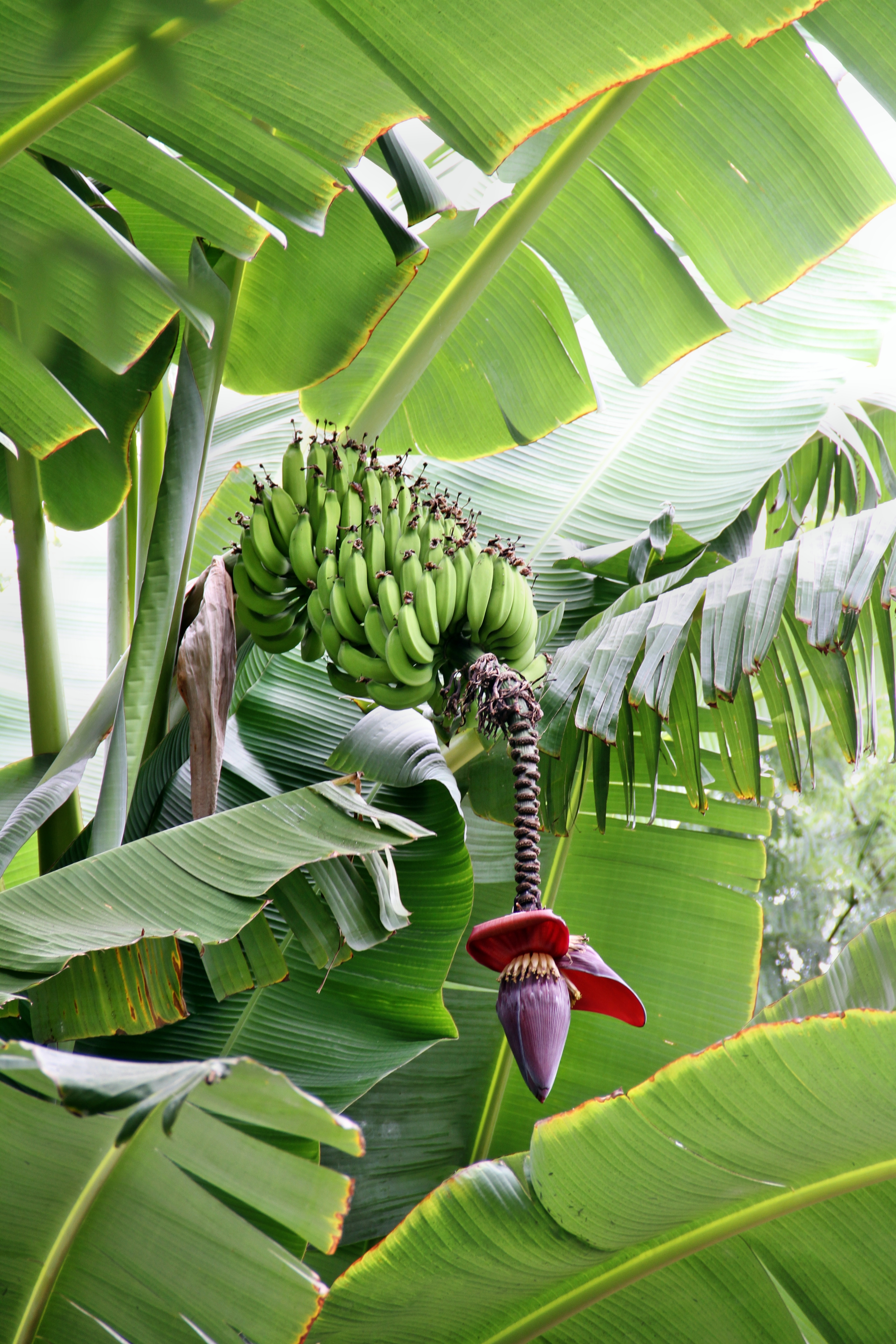Bananen gibt es in rauhen Mengen auf Madeira.