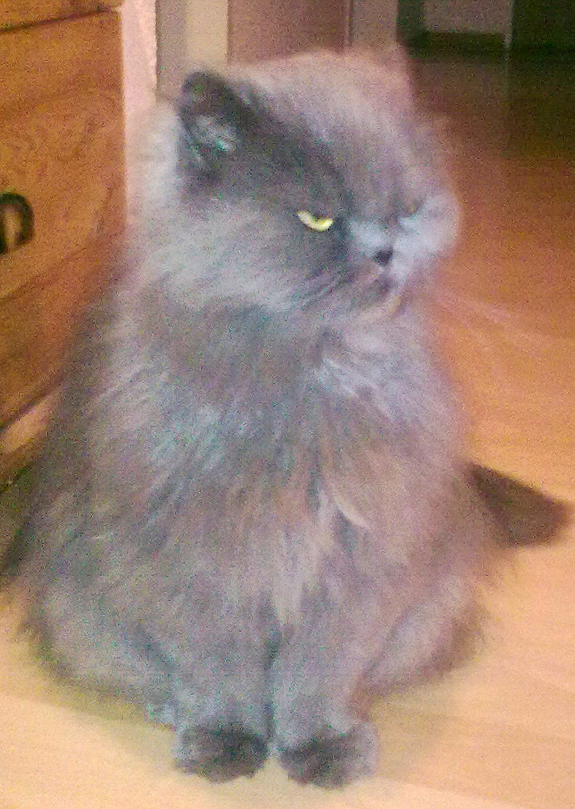 Diese äußerst verschmuste Perserkatze hat sich in Bergkamen verlaufen.