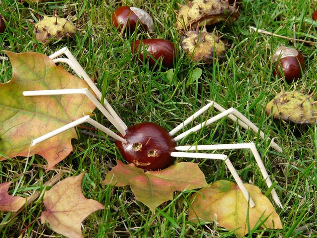 Kastanien-Spinne als Halloween-Deko?