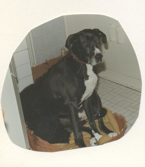 Dogge Anka zu Afghane Akim: "Jetzt rutsch doch mal!"