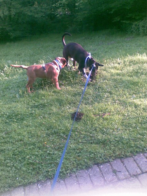 Cooper und Arnold beim "Mäuselsprung"