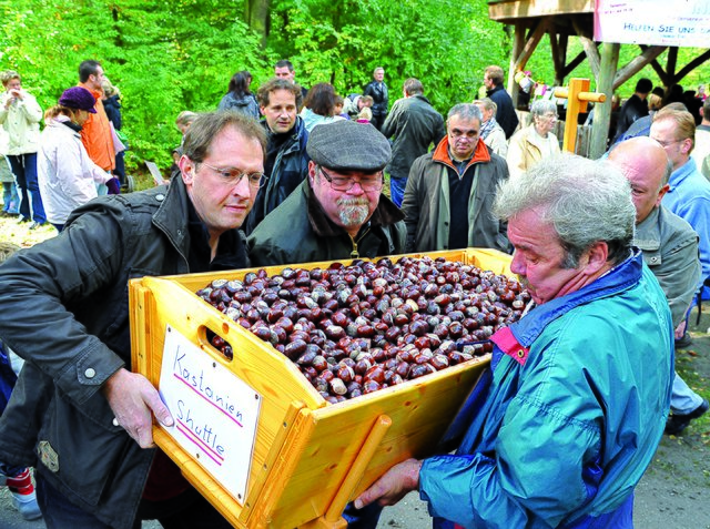 Das "Kastanien-Shuttle" wird entleert. Foto: Bangert