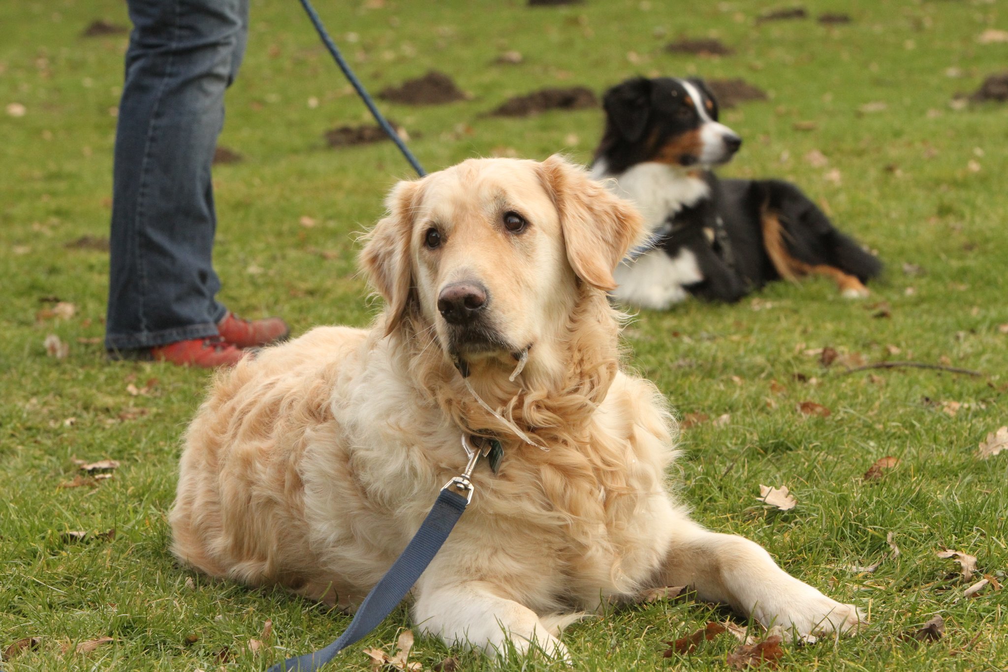 Hundehasser Forum Hundehasser Forum