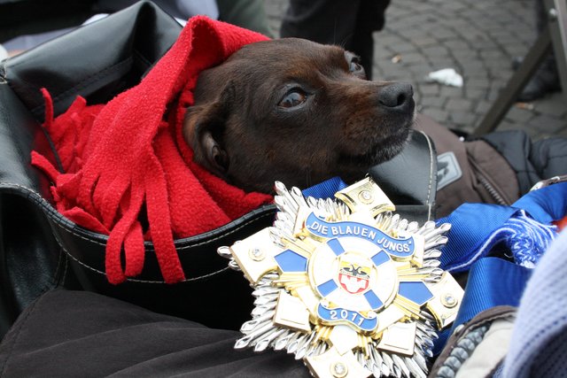 Hund "KIKI" war mit Frauchen Iris Kohlhöfer aus Duisburg auch dabei.