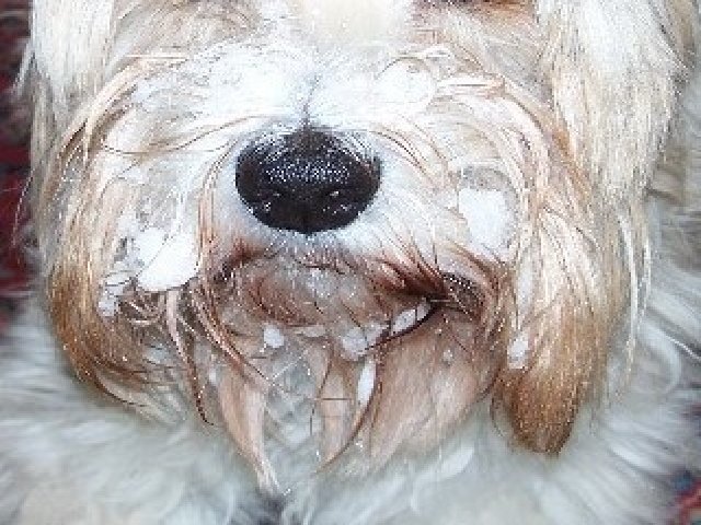 Toxi liebt Schnee über alles...