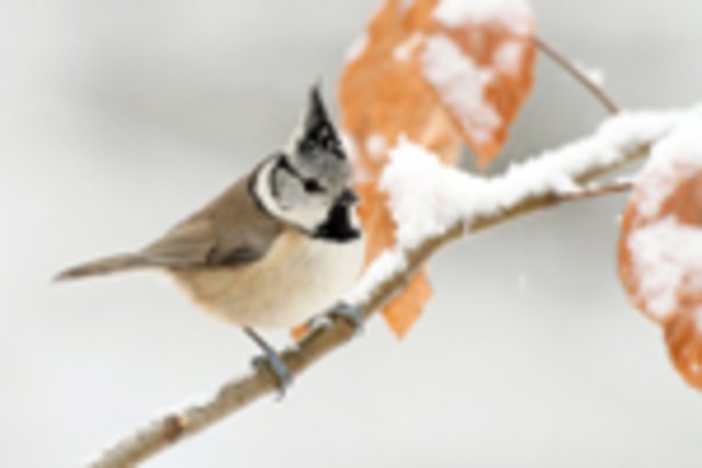 Haubenmeise | Foto: NABU