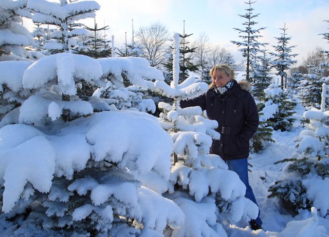 Tief verschneite Weihnachtsbäume zum aussuchen
