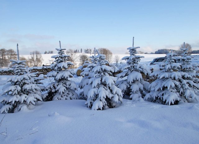 Eine Weihnachtsbaumfamilie vor blauem Winterhimmel.