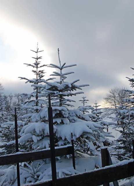 Schnee in der Tannenschonung, der den Betrachter mal erfreut.