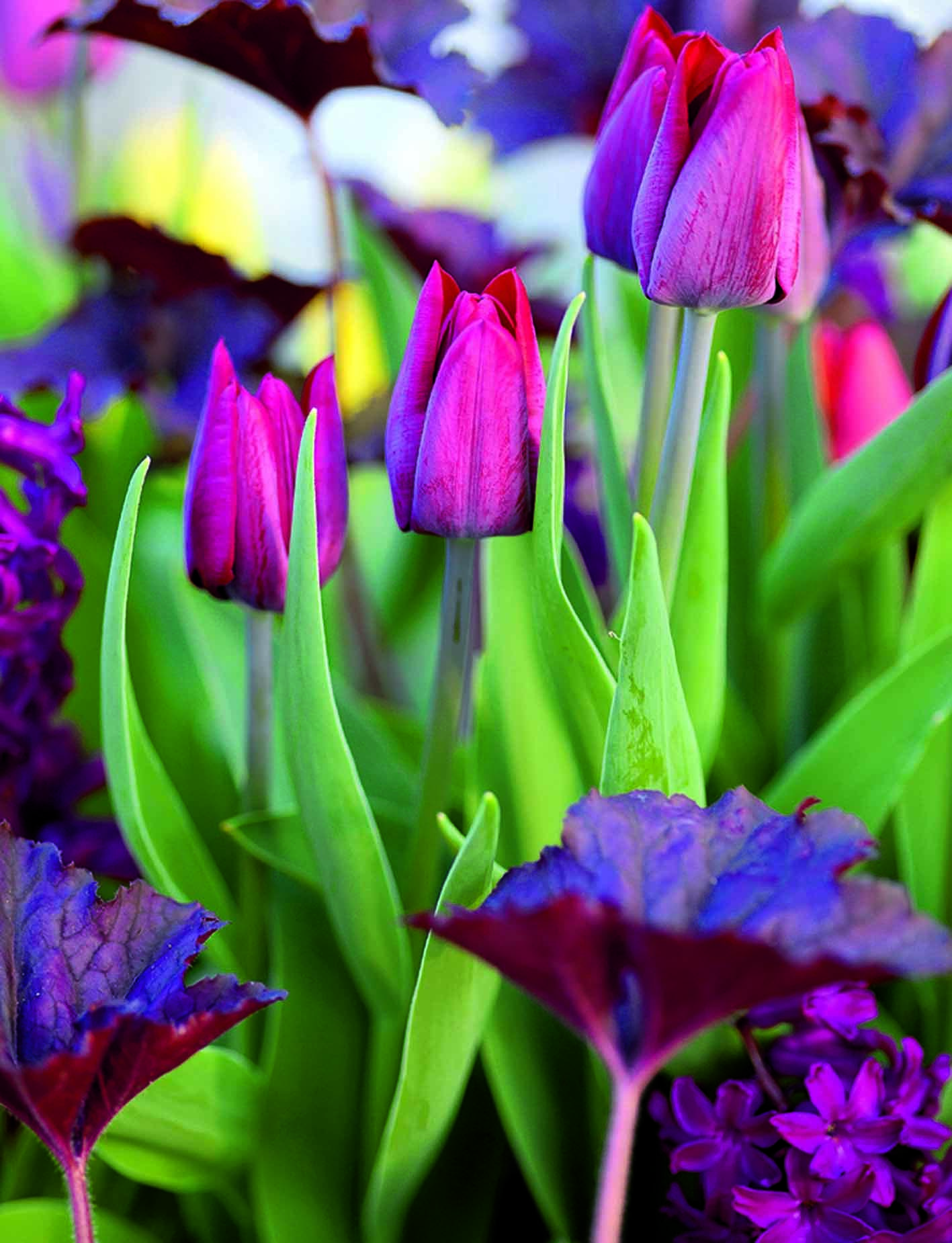 Fröhlich bunt oder Ton in Ton: Zwiebelblumen und Stauden sind schöne Partner, die sich auch aus gestalterischen Gründen gut ergänzen. Wer sich an einem blühenden Garten erfreuen möchte, muss fleißig sein. Foto: AST