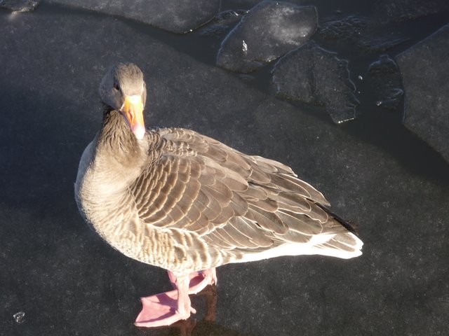 auch an der Alster....