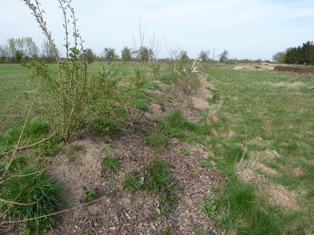 Wallhecke