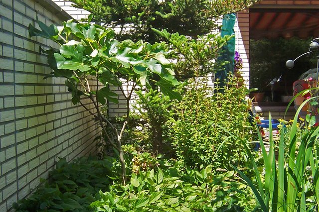 Bild 2 Feige (Mai 2011)