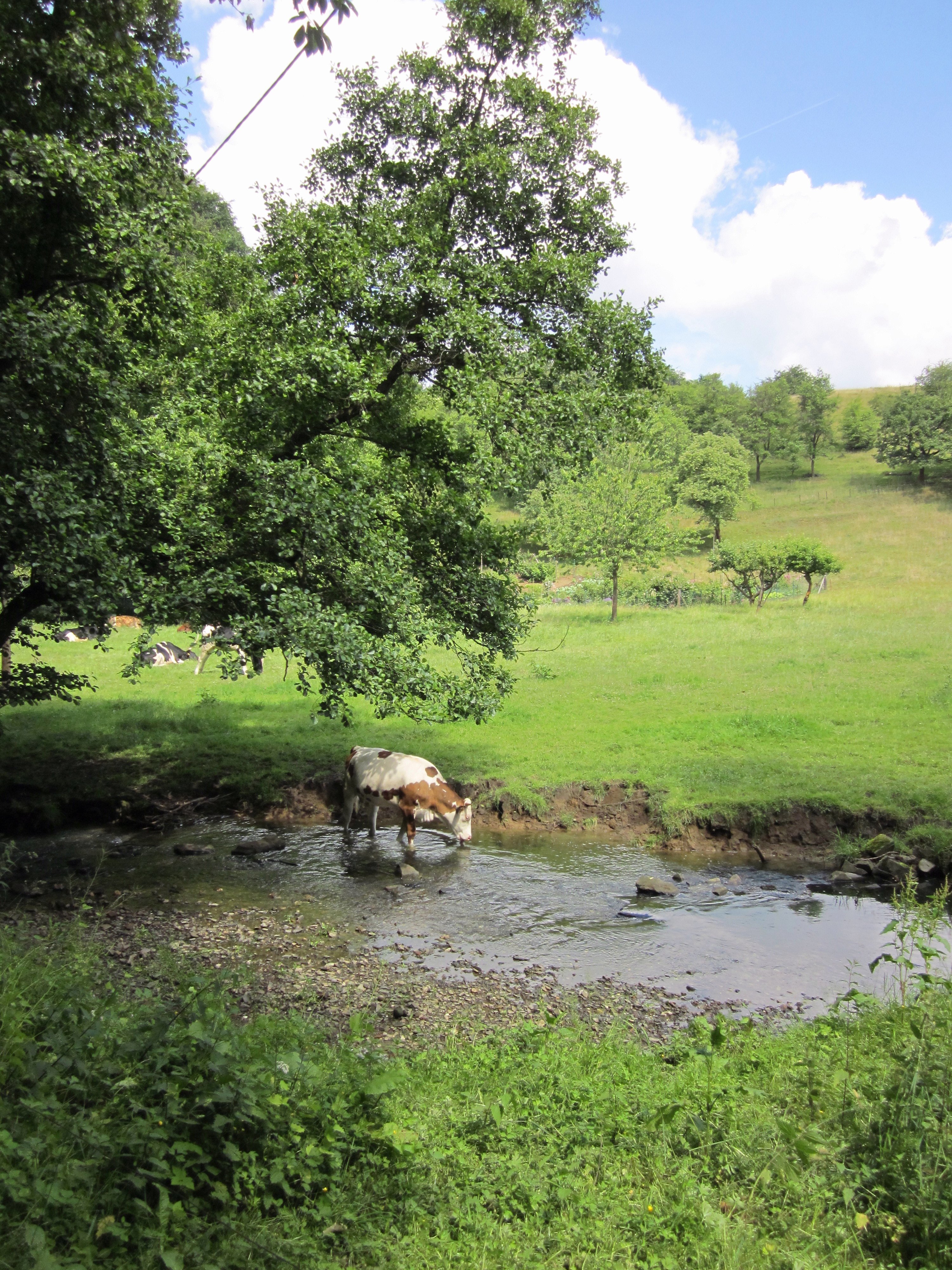 Rinder am Rinderbach im Vogelsangbachtal.