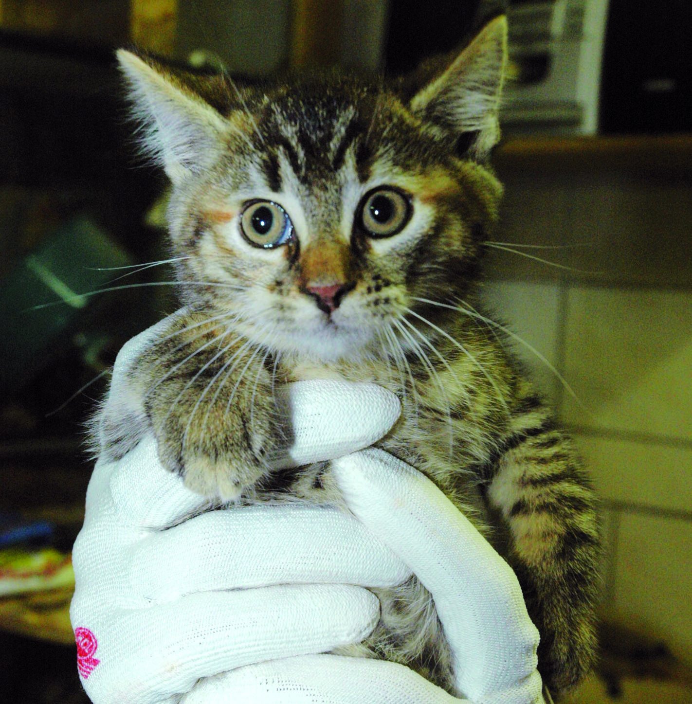 14 Katzenbabys, aber auch erwachsene Katzen, suchen ein neues Zuhause.