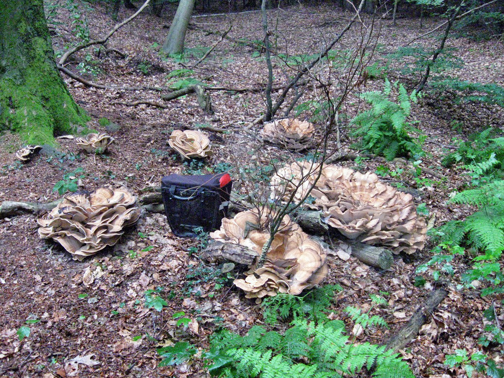 Pilzkolonie ( Satteltasche als Grüßenmaßstab )