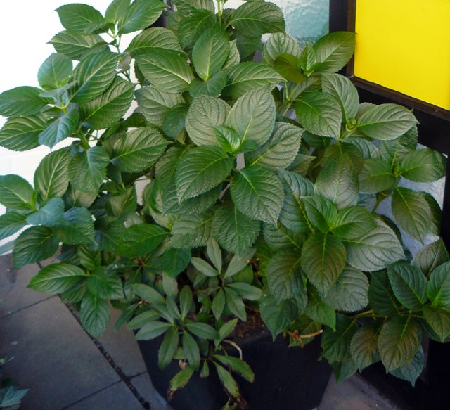 So sehen jetzt leider viele Büsche aus: Blatt an Blatt, doch keine Blüte.