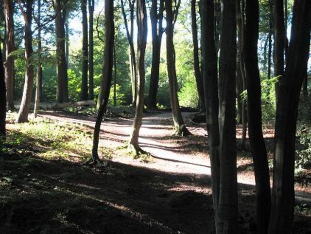 Weg im Weitmarer-Holz