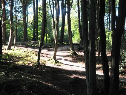 Weg im Weitmarer-Holz