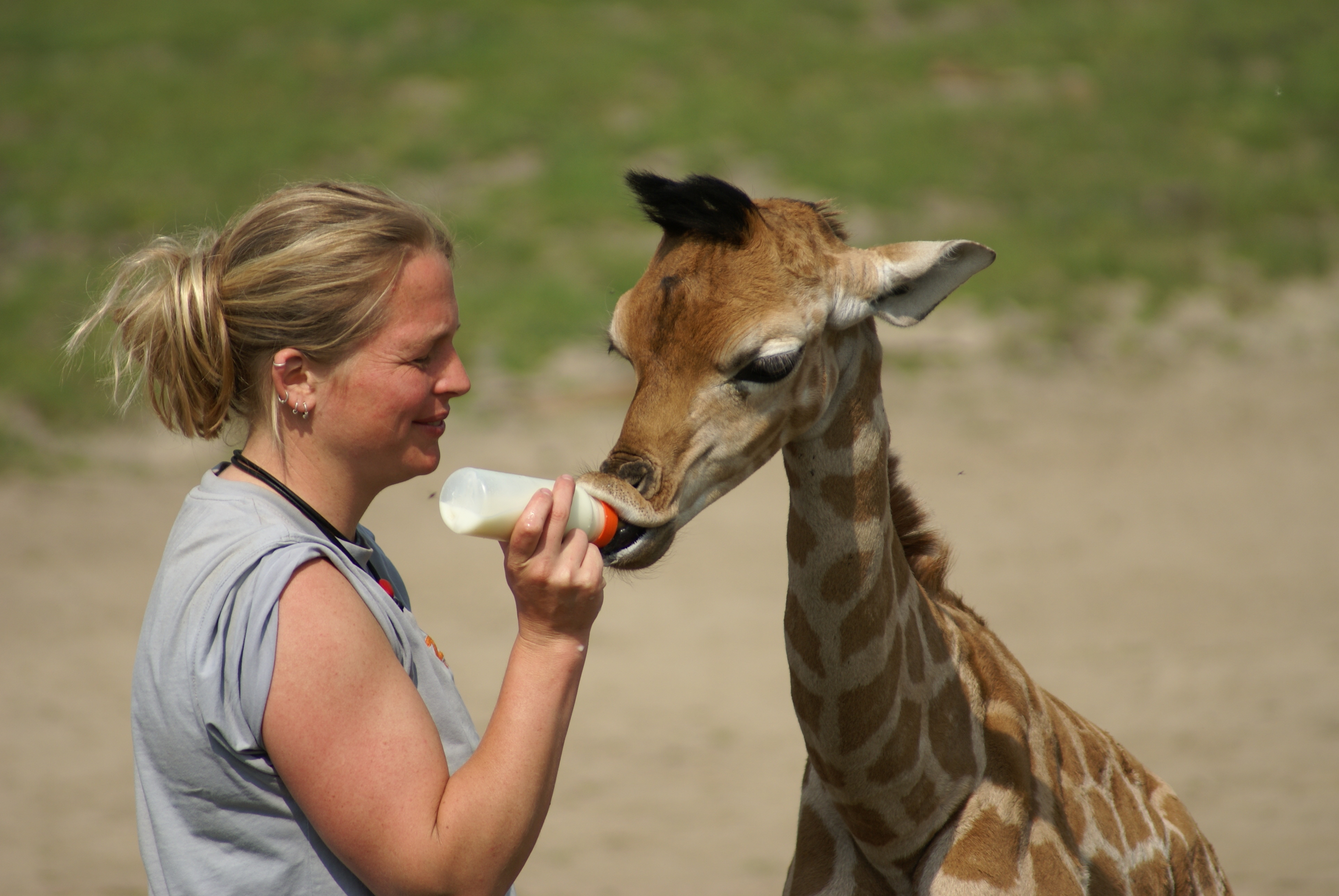 Giraffenbulle Hans * 16.03.2011 mit Tierpflegerin bekommt eins seiner vielen Fläschchen (fotografiert am 21.04.2011)