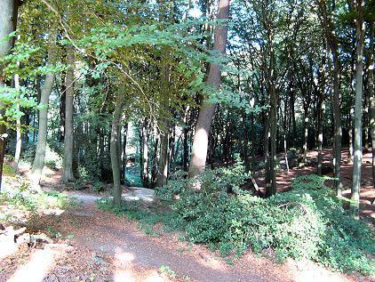 Weg im Weitmarer-Holz