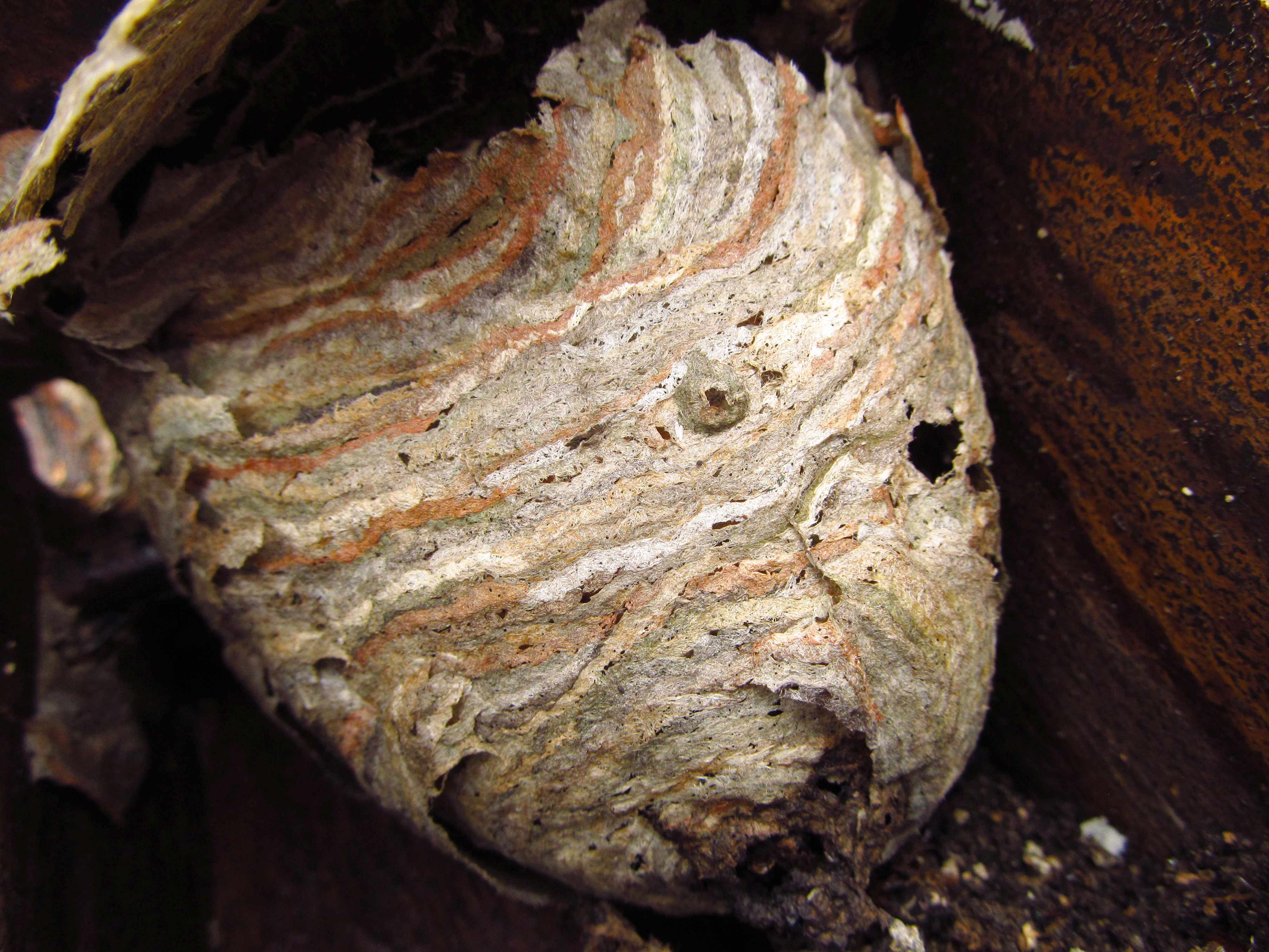 Nest mit Außenhülle
