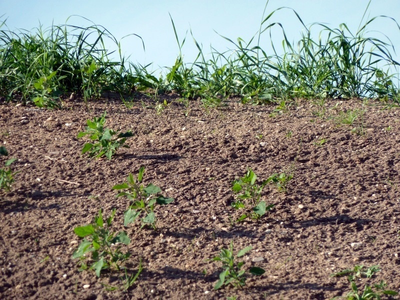 Es wächst (Gras am Hügel)