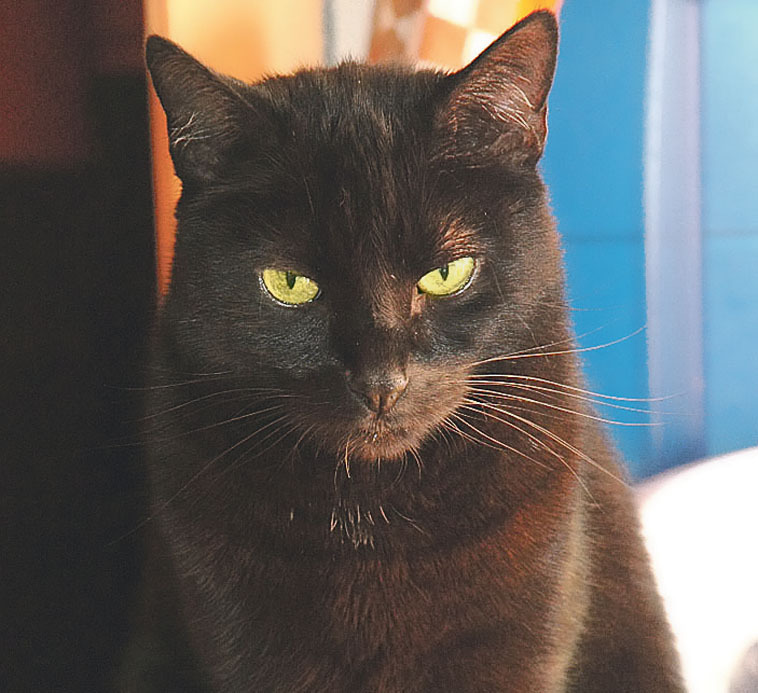 So hintergründig wie diese Katze kommen auch die tierischen Kurzkrimis in der Anthologie "Krimis mit Fell und Schnauze" daher.