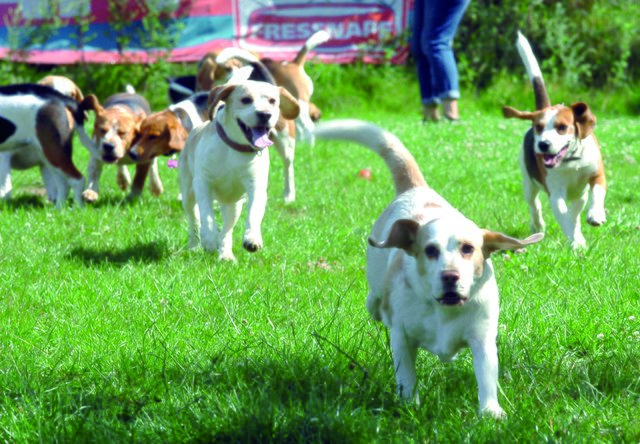 Die Meute, die sich auf dem Gelände der Hundeschule "Körpersprache" trifft, wächst immer weiter.