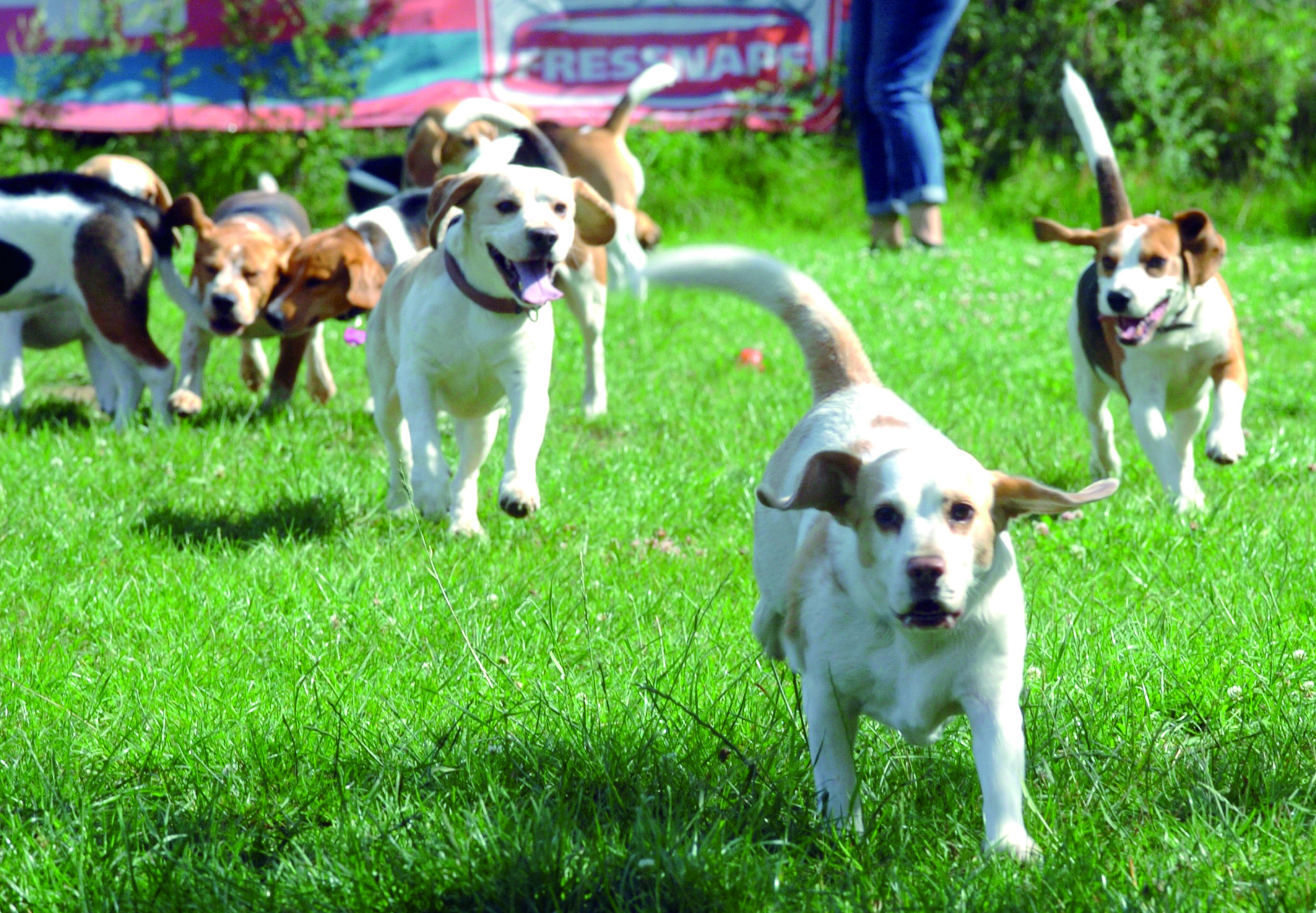 Die Meute, die sich auf dem Gelände der Hundeschule "Körpersprache" trifft, wächst immer weiter.