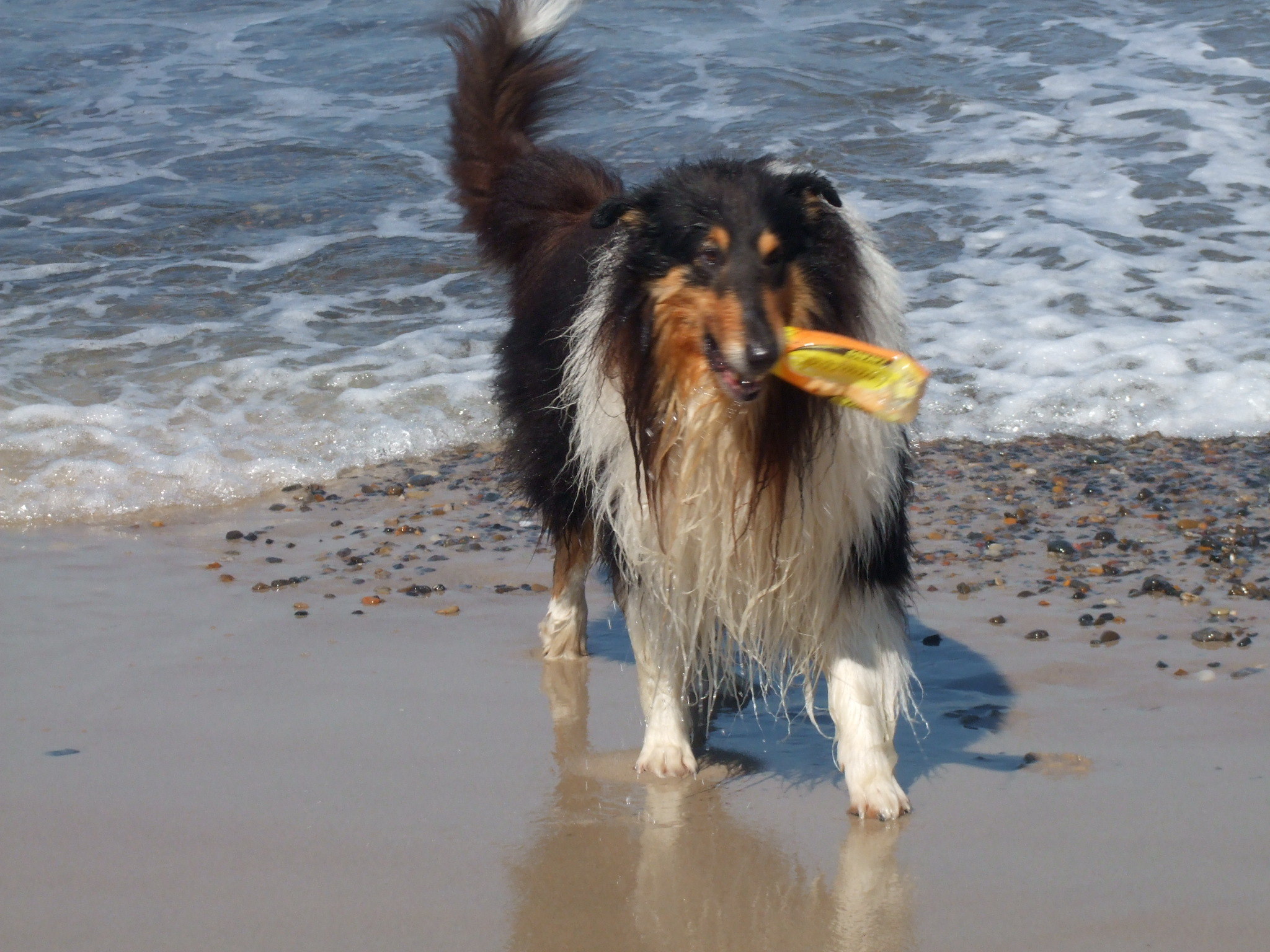 Grüße aus Dänemark von den 3 Collies einem Aussie und nicht zu vergessen 8 Erwachsene und ein Kind. Es war toll. Von Anke Ladage.