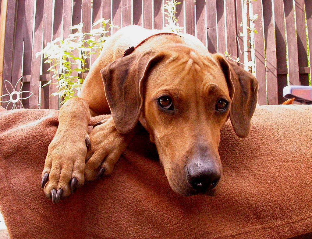 "Urlaub? Ich bleibe zu Hause!" Die Rhodesian-Ridgeback-Hündin Bahiya-Lubaya genießt ihre Freizeit in Schwerte.