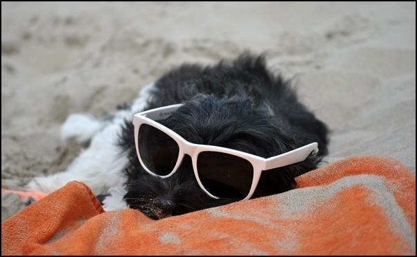 Die kleine Marla (Havaneser-Hündin, 5 Monate alt) und hat ihren ersten Urlaub an der Nordsee in vollen Zügen genossen. Von Svenja Heidemann und Tobias Kapschinski