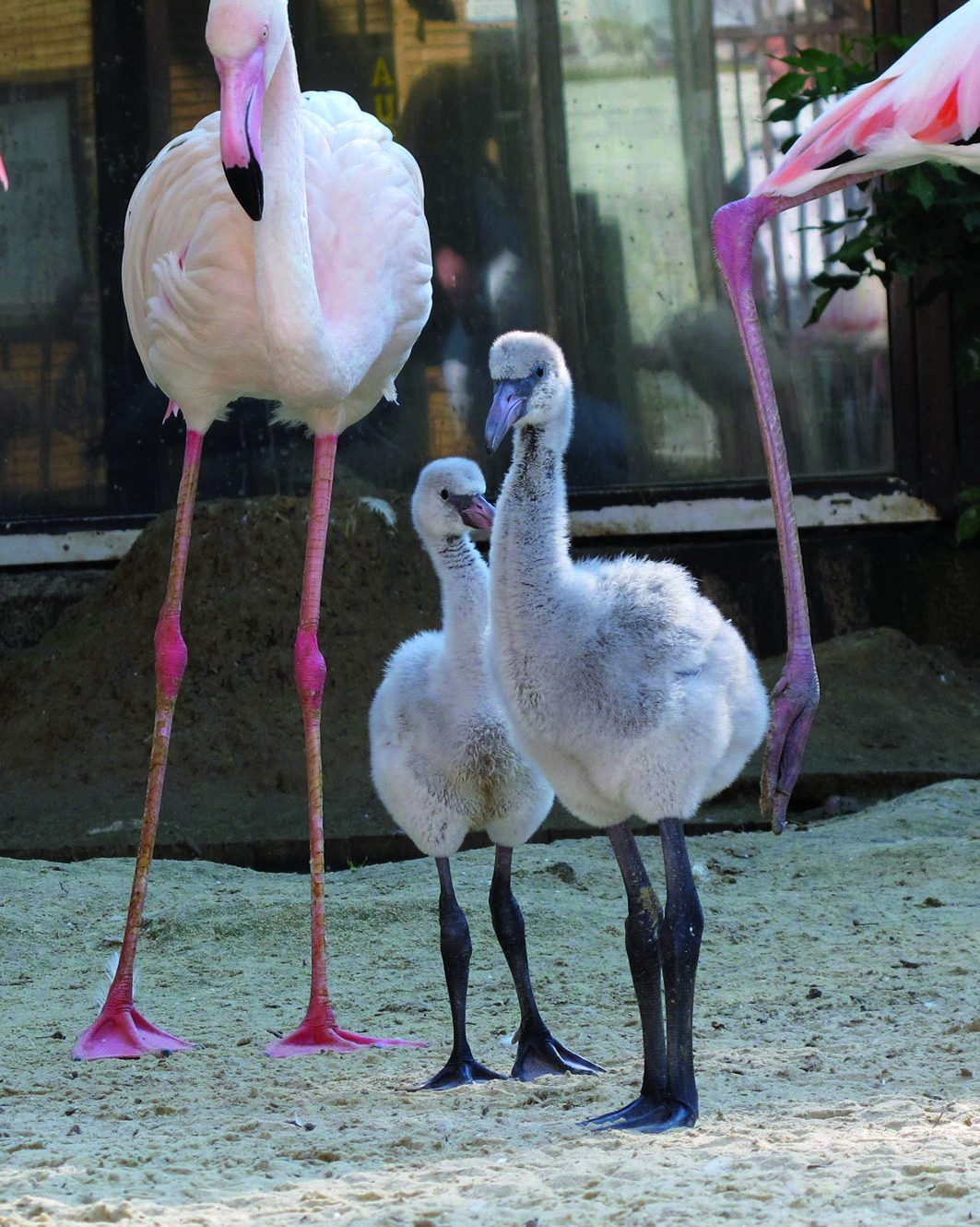 Schon ganz schön groß sind die Flamingo-Jungtiere mit drei Wochen.