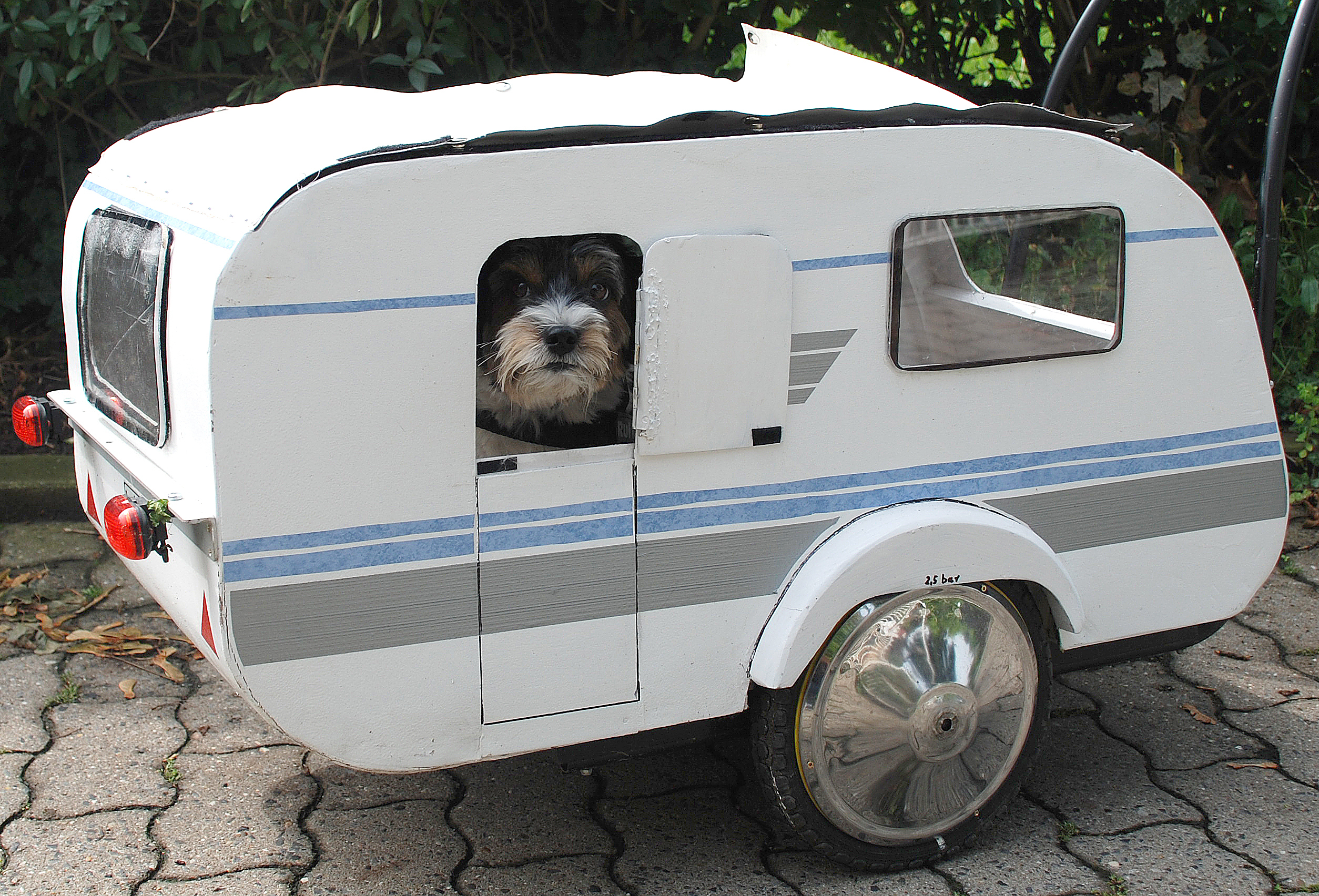 Rüde Joschy fährt im eigenen Wohnwagen in den Urlaub. Foto: Michalik